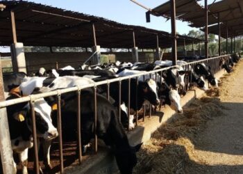 1,8 milioni per le aziende zootecniche