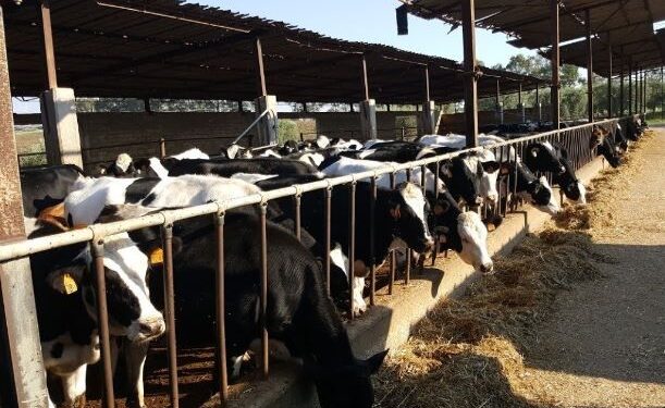 1,8 milioni per le aziende zootecniche