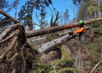 1 milione di euro per i danni da bostrico