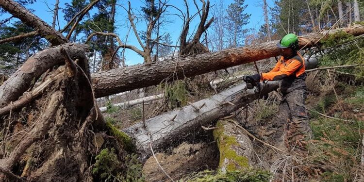 1 milione di euro per i danni da bostrico