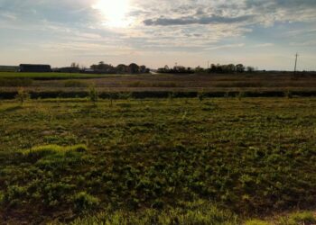 13mila alberi piantati in 5 anni