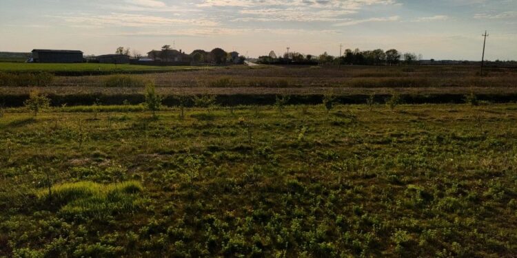 13mila alberi piantati in 5 anni