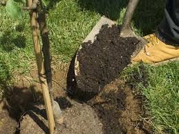 1500 nuovi alberi a Vidulis