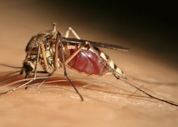 2 casi di West Nile tra i donatori di sangue