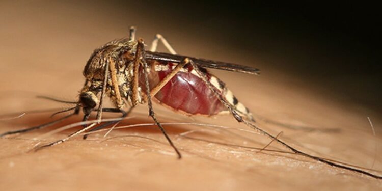 2 casi di West Nile tra i donatori di sangue