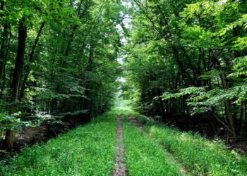 A Carlino rinasce Bosco Sacile