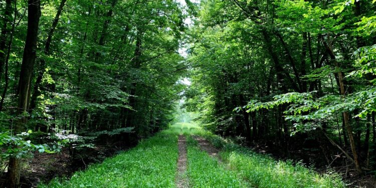 A Carlino rinasce Bosco Sacile