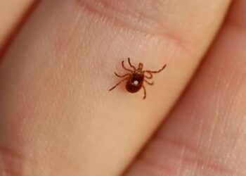 A Udine un nuovo test per rilevare morbo di Lyme