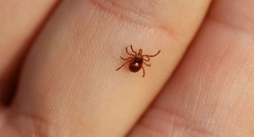 A Udine un nuovo test per rilevare morbo di Lyme