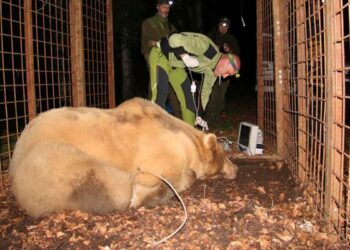 Sul monte Lovinzola, a Verzegnis, catturato l’orso Francesco