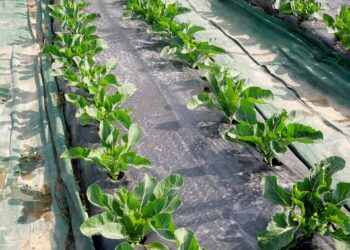 Agricoltura, calano le imprese professionali in Fvg