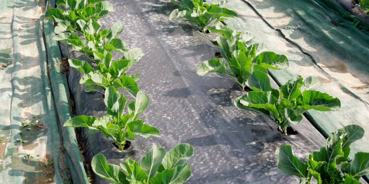 Agricoltura, calano le imprese professionali in Fvg