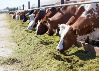 Agricoltura, ok agli aiuti dalla Regione