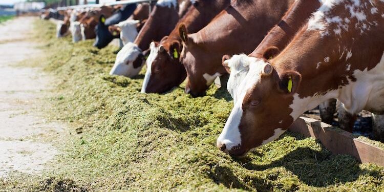 Agricoltura, ok agli aiuti dalla Regione