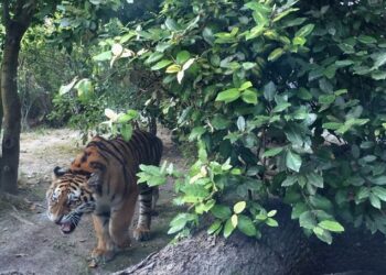 A Lignano una coppia di tigri siberiane