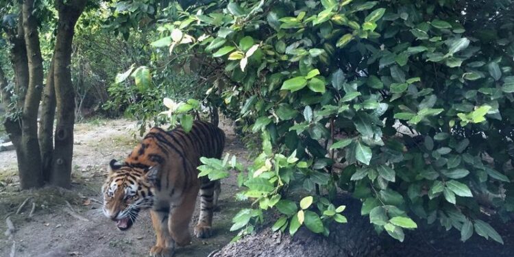 A Lignano una coppia di tigri siberiane