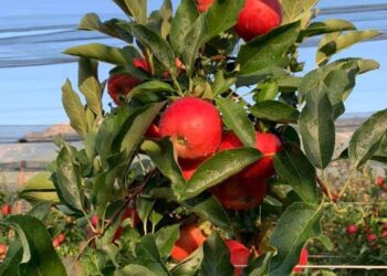 Al via la raccolta delle mele friulane. Con 10 giorni d’anticipo