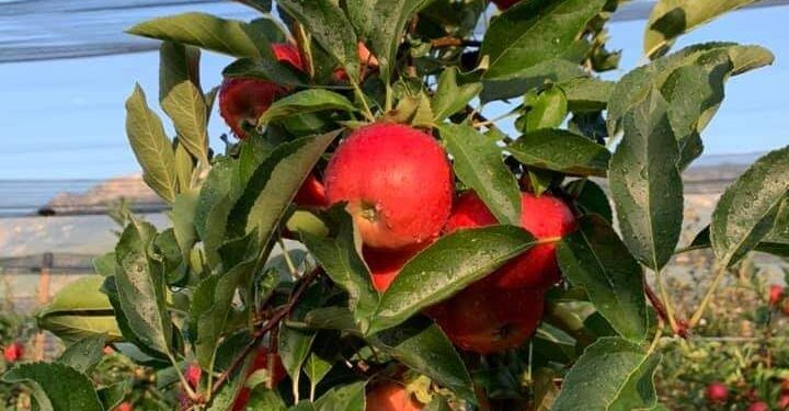 Al via la raccolta delle mele friulane. Con 10 giorni d’anticipo