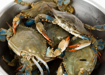 Allarme, il granchio blu spopola in mare, dopo aver divorato la laguna