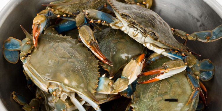 Allarme, il granchio blu spopola in mare, dopo aver divorato la laguna