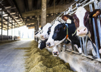 Allevatori Fvg, tiene il settore, ma chiuse 20 stalle