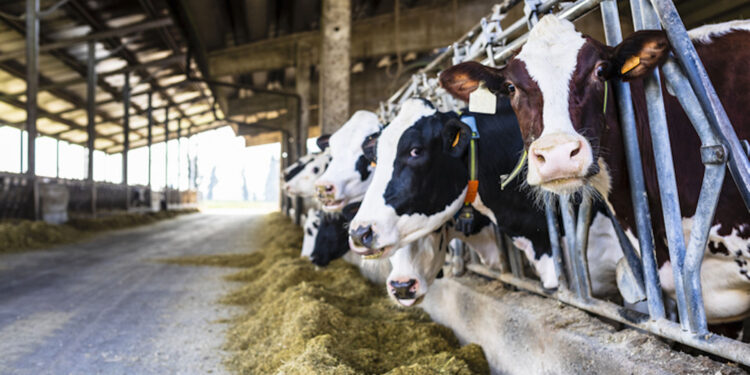 Allevatori Fvg, tiene il settore, ma chiuse 20 stalle