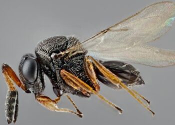 Anche in Friuli la “vespa samurai” contro la cimice