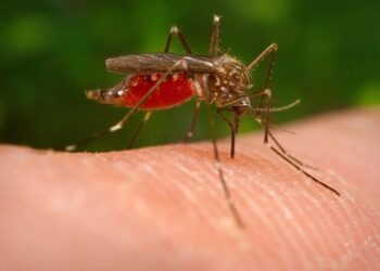 Anche in regione il virus Usutu