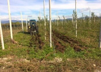 Anche la bacca anti-invecchiamento tra gli Oscar Green Fvg