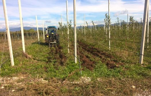 Anche la bacca anti-invecchiamento tra gli Oscar Green Fvg