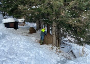 Animali in difficoltà per la neve, arrivano i soccorsi