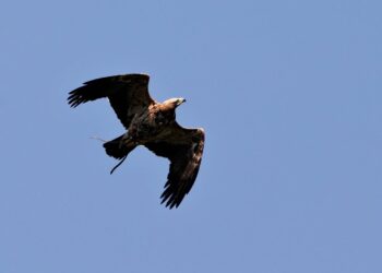 Aquila reale alla riserva di Cornino