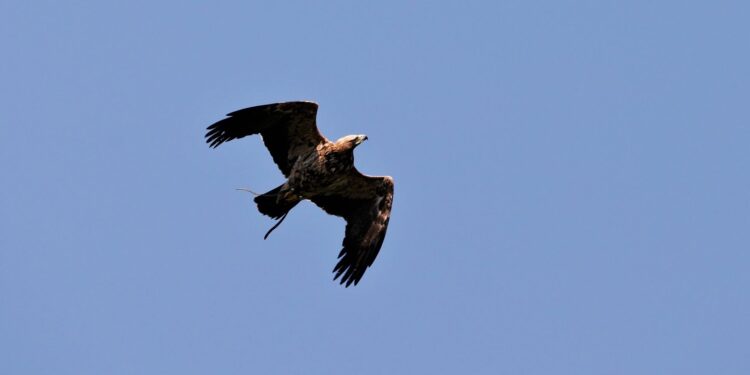 Aquila reale alla riserva di Cornino