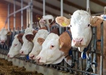 Bando per le piccole produzioni di carne