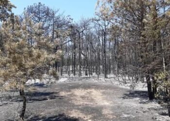 Bibione, l’incendio ha distrutto 10 ettari di pineta