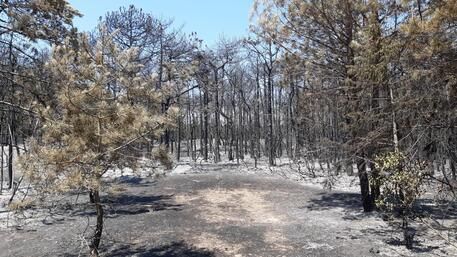 Bibione, l’incendio ha distrutto 10 ettari di pineta