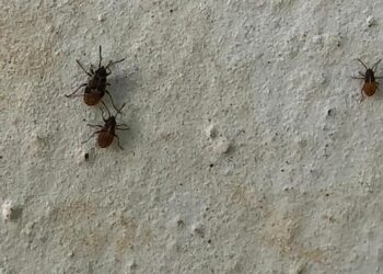 Buttrio invasa da un insetto “sconosciuto”