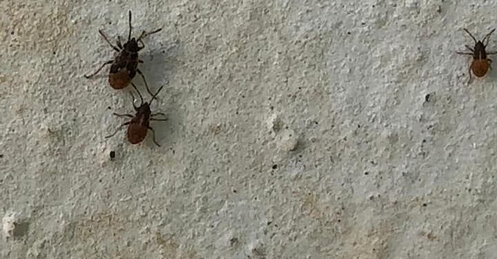 Buttrio invasa da un insetto “sconosciuto”