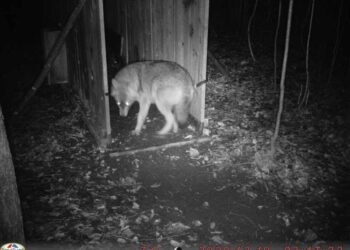 Catturato Pepe, sciacallo dorato