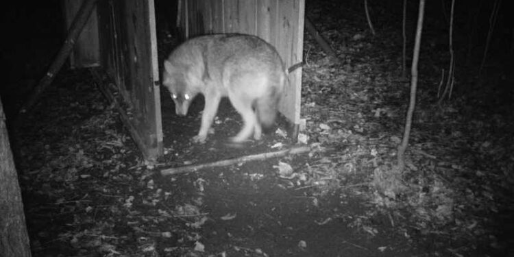 Catturato Pepe, sciacallo dorato