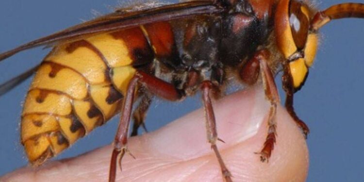 Choc anafilattico da calabroni, morto
