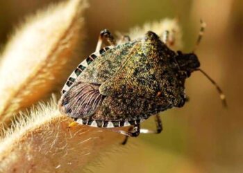 Cimice, sì agli indennizzi per le aziende