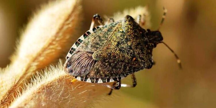 Cimice, sì agli indennizzi per le aziende