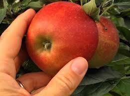 Coldiretti Fvg: «Su mele e pere danni da cimice fortemente ridotti»