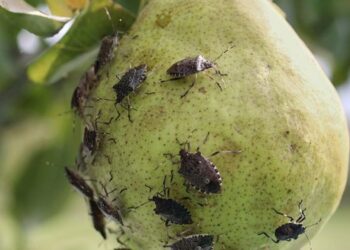 Coldiretti Fvg, chiesto lo stato di calamità per la cimice