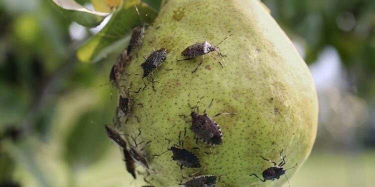 Coldiretti Fvg, chiesto lo stato di calamità per la cimice