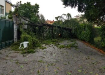 Coldiretti, con maltempo danni a grano, frutta e ortaggi