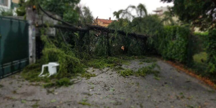 Coldiretti, con maltempo danni a grano, frutta e ortaggi