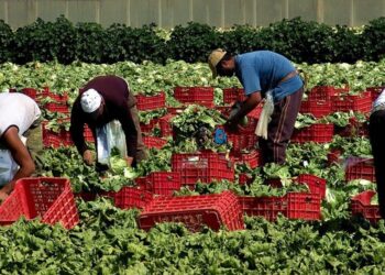 Confagricoltura Fvg: bene il nuovo Decreto flussi