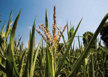 Confagricoltura Fvg: il 2020 rurale, l’anno della resilienza